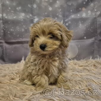 Maltipoo - 2