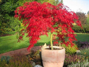 Japonský javor (Acer japonicum) - 2