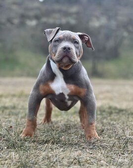 Fena American Bully XL - 2