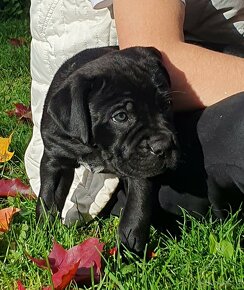 Cane Corso s PP - 2