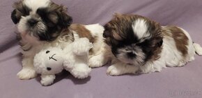 Shih-tzu, sicu, shi-tzu - 2