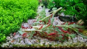 Neocaridina Davidi var. Sakura Red - 2