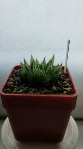 Haworthia cooperi var. Pilifera 'Sabrina' ( sukulent ) - 2