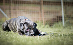 BAILEY - cane corso, 1 a půl roku, v útulku, - 2