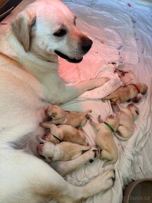 Štěňata labradorského retrievra - žlutá - 2