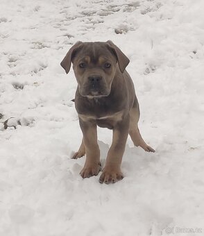 Cane Corso s PP - 2