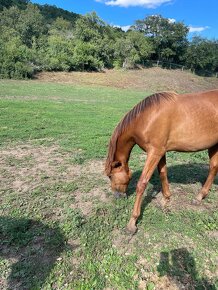 Lusitano PSL klisna s pp přímo od chovatele - 2