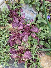 trvalka ajuga reptans-Zběhovec plazivý 'Burgundy Glow' - 2