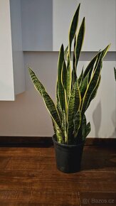 TCHÝNIN JAZYK – SANSEVIERIA 70 cm - 2