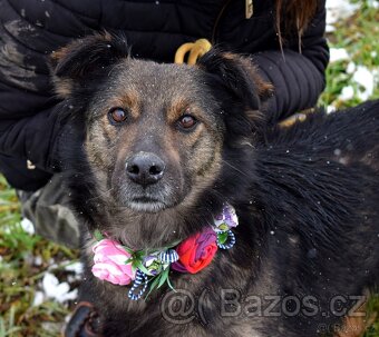 CALI K ADOPCI - 2 ROKY, ODDANÁ,HODNÁ,VĚRNÁ - 2