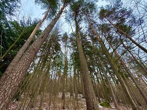 Lesní pozemek 4103m2, Oldřiš u Poličky - 2