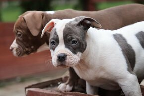 Poslední holčičky American bully - 2