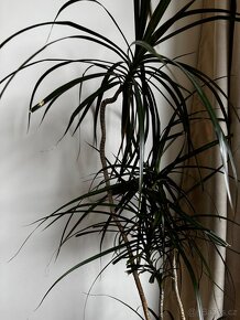 Dracena, palma - vysoká 120cm bez kořenů - 2