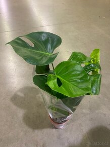 Monstera 40cm - 2