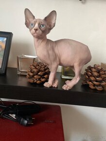 Kanadský sphynx - 2