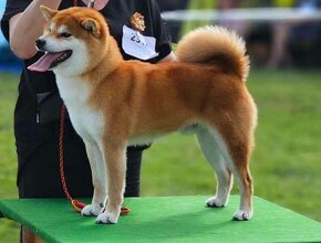 Shiba inu s PP - 2