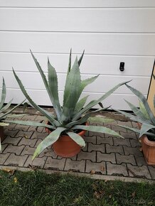 Agave americana - 2