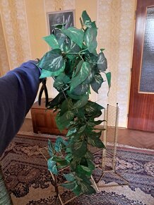 Potosovec zlatý - Epipremnum aureum - umělá - 2