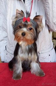 YORKSHIRE TERRIER  s PP - psík - 2