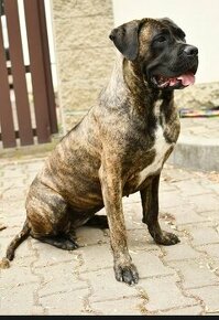 Cane Corso stěně  s pp. Vymazlenný krásný kluk. - 2