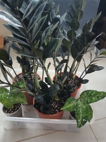 Zamioculcas Black raven - 2