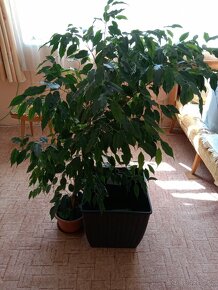 Ficus Benjamina - 2