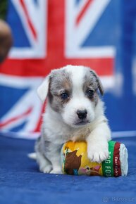 welsh corgi cardigan - nie pembroke - 2