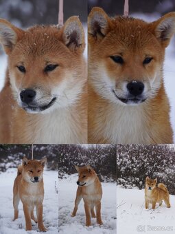 Shiba inu s PP - 2