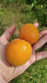 Prodám meruňky z Moravy - 2