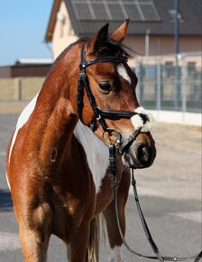 Prodám 6 letého pony A valacha - 2