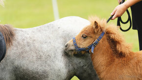 shetland - 2