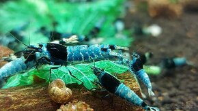 krevetky Caridina Blue Mosura Shadow - 2