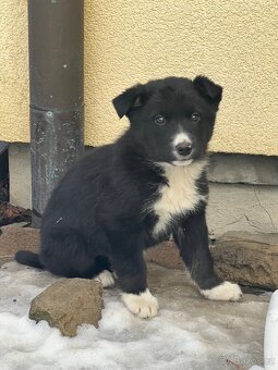 Štěně Husky-border kolie - 2