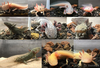 Axolotl od chovatele - axolotly.cz - 2