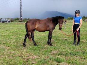 WPBR pony roční hřebeček - 2