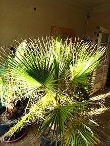 Washingtonia robusta, palmy 2 kusy - 2