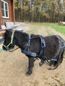 Pony-  shetland pony - 2