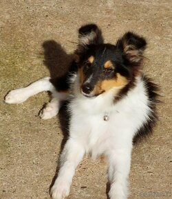 Sheltie, Šeltie štenatko kluk - 2