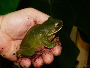 Rosnice běloretá (Litoria infrafrenata) - 2