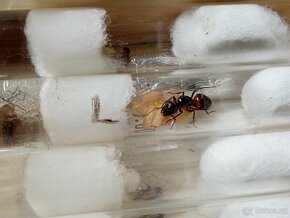 Mravenec dřevokaz (Camponotus ligniperda) - 2