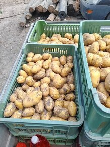 Rané brambory - 2