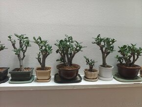 Bonsai tlustice v keramických miskách - 2