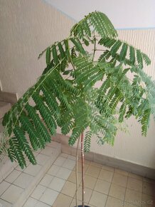 OHŇOVÝ stromek "DELONIX REGIA" - 2