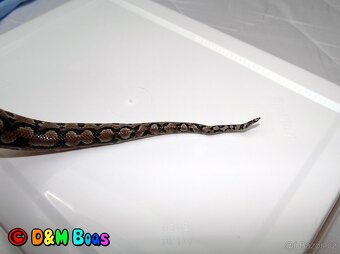 Epicrates cenchria alvarezi - Argentine Rainbow Boa - 2