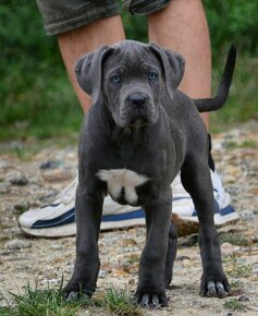 Cane Corso s PP - 2