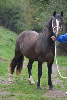 Welsh pony of cob type - klisna - 2