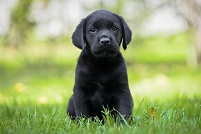 Labrador s PP - černá štěňátka - 2