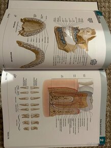 Netterův anatomický atlas člověka - 2