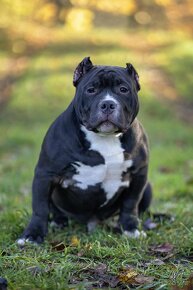 American Bully - pocket - 2