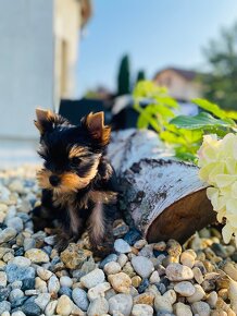 Yorkshire terrier -jorkšírský teriér -štěňátko jorkšírského - 2